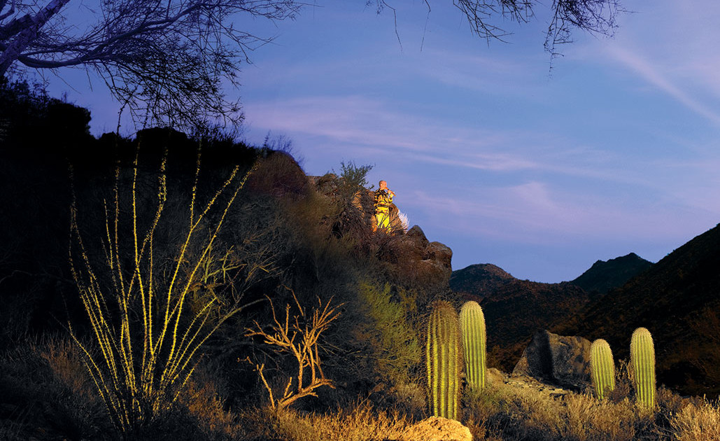 Night view of cacti and the resort in the background. Contact us for more info about Dove Mountain homes for sale.