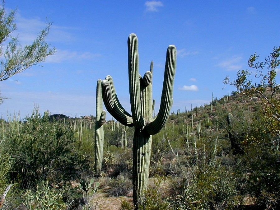 Your Guide to Saguaro National Park