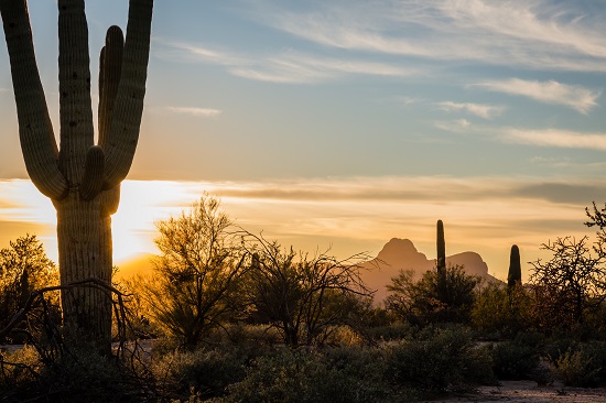 The setting sun casts a golden glow over Safford Peak in Saguaro National Park Tuscon Mountain District.